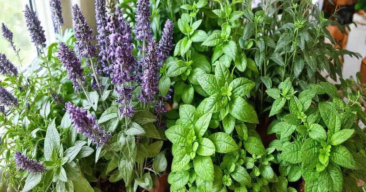 Aromatic Plants for Home: Enhance Your Space with Fragrance