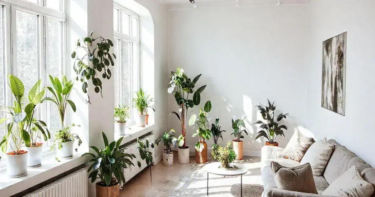 Best Locations for Plants in Minimalist Interiors