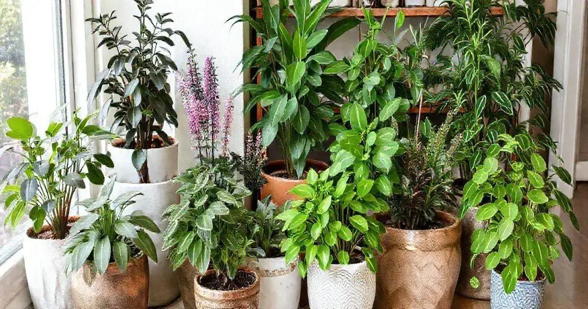 Choosing the Right Aromatic Plant for Your Home