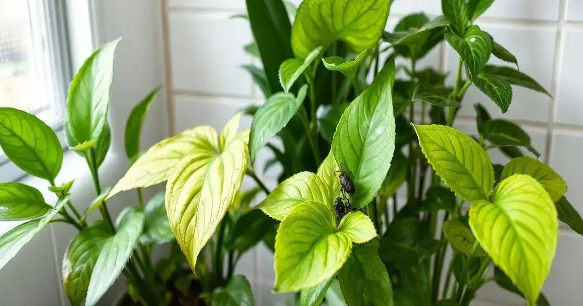 Common Issues with Bathroom Plants