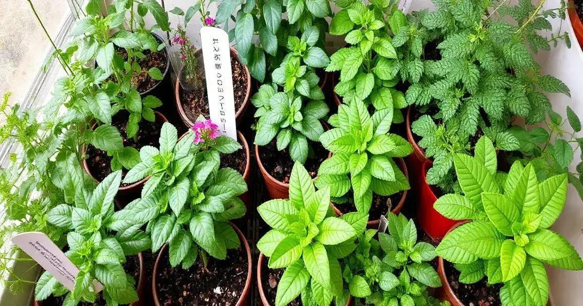 Common Mistakes to Avoid with Aromatic Plants