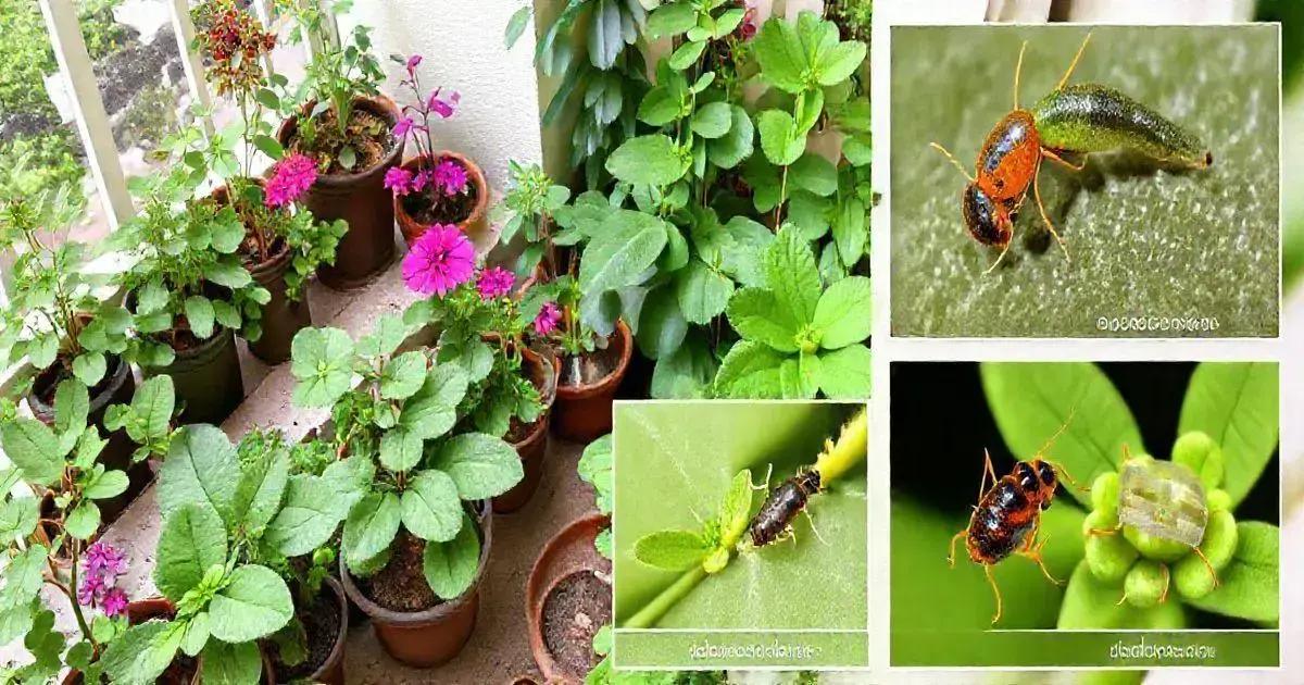 Common Pests and How to Manage Them