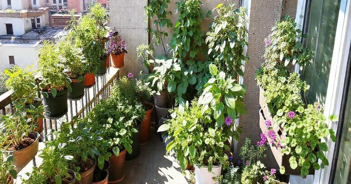 Creating a Balcony Garden