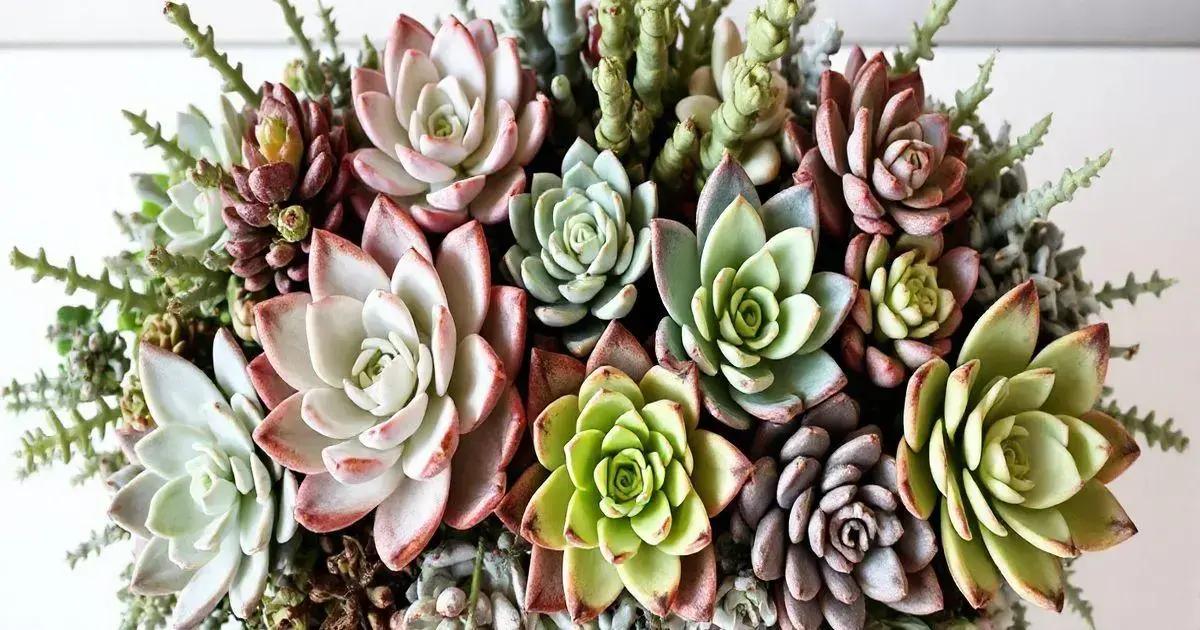 Design Principles for Succulent Arrangement