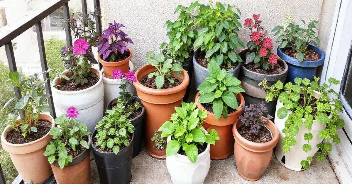 How to Choose the Right Containers for Your Plants