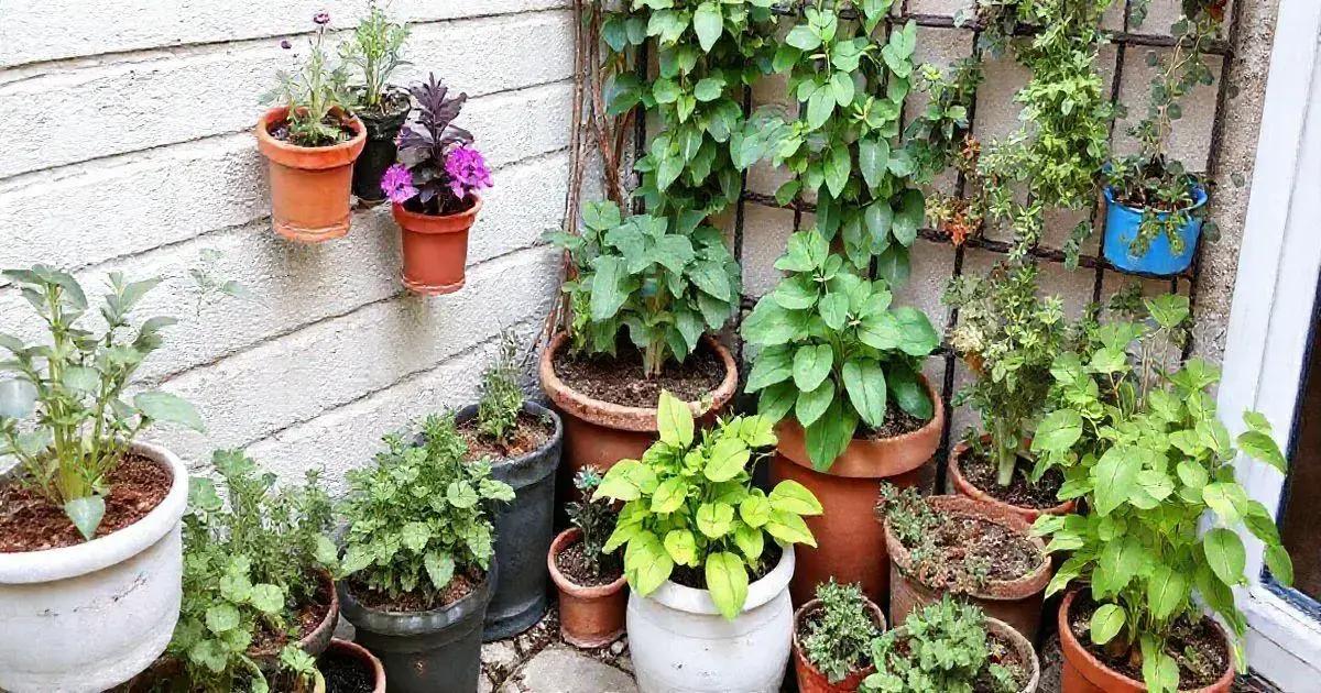 How to Create Small Space Gardens: Tips and Tricks for Urban Gardening