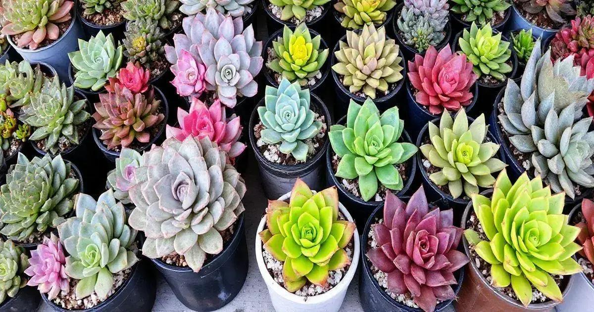 How to Create Succulent Arrangements: Tips and Creative Ideas You’ll Love