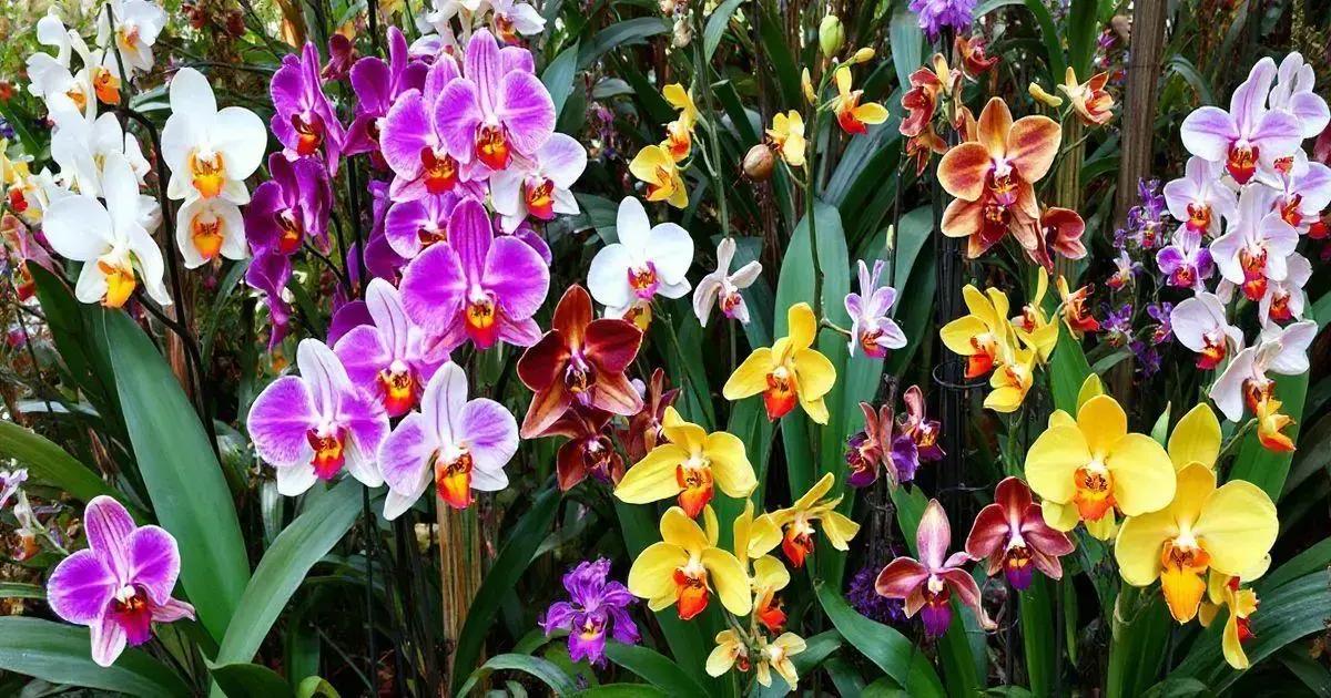 How to Grow Orchids: A Beginner's Guide to Orchid Care and Tips