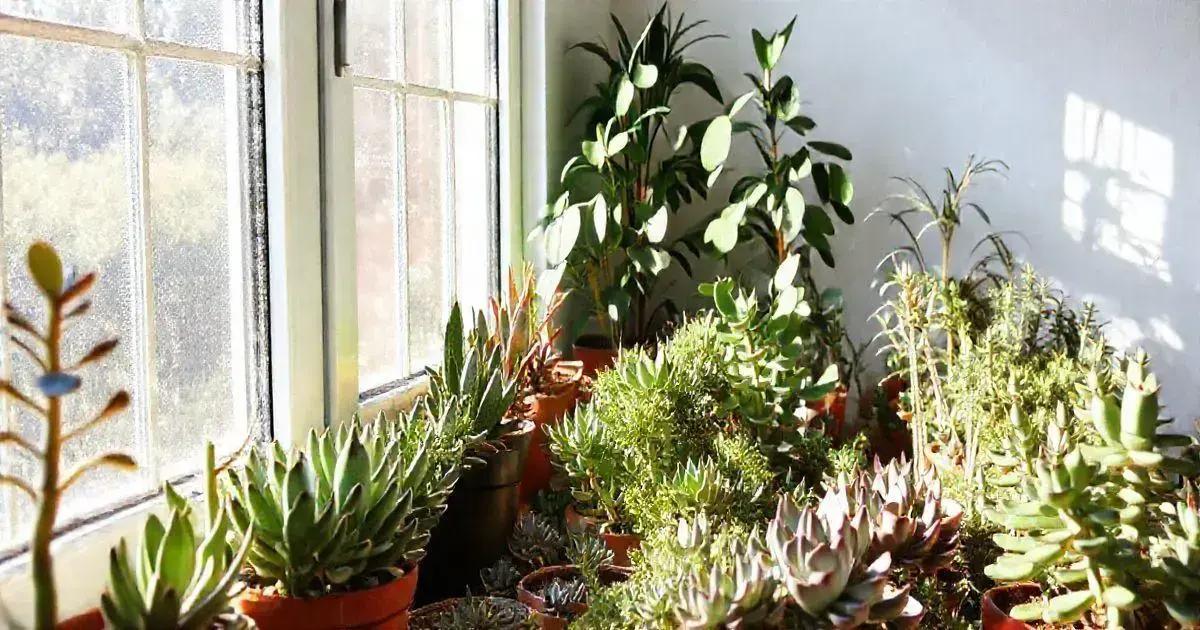 Light Requirements for Healthy Succulents