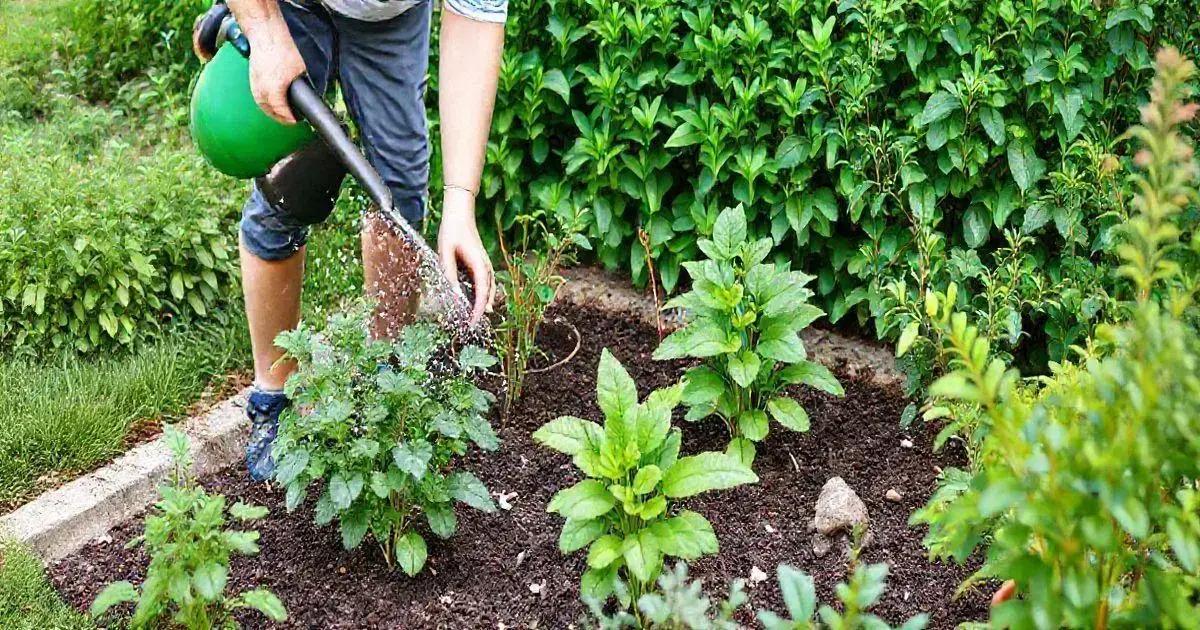 Maintenance for Small Gardens