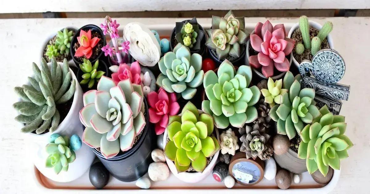 Personalizing Your Succulent Arrangements