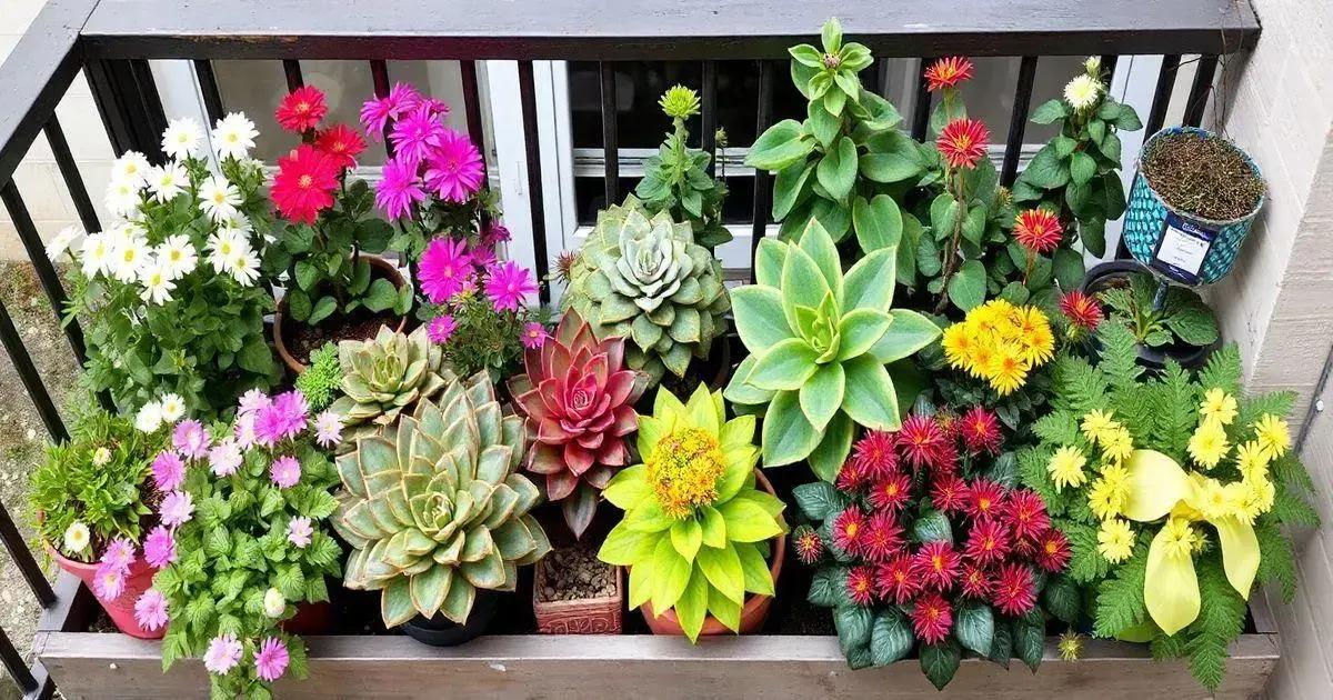 Seasonal Considerations for Balcony Ornamentals