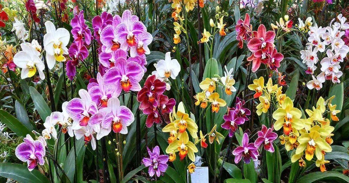 Understanding Orchid Varieties