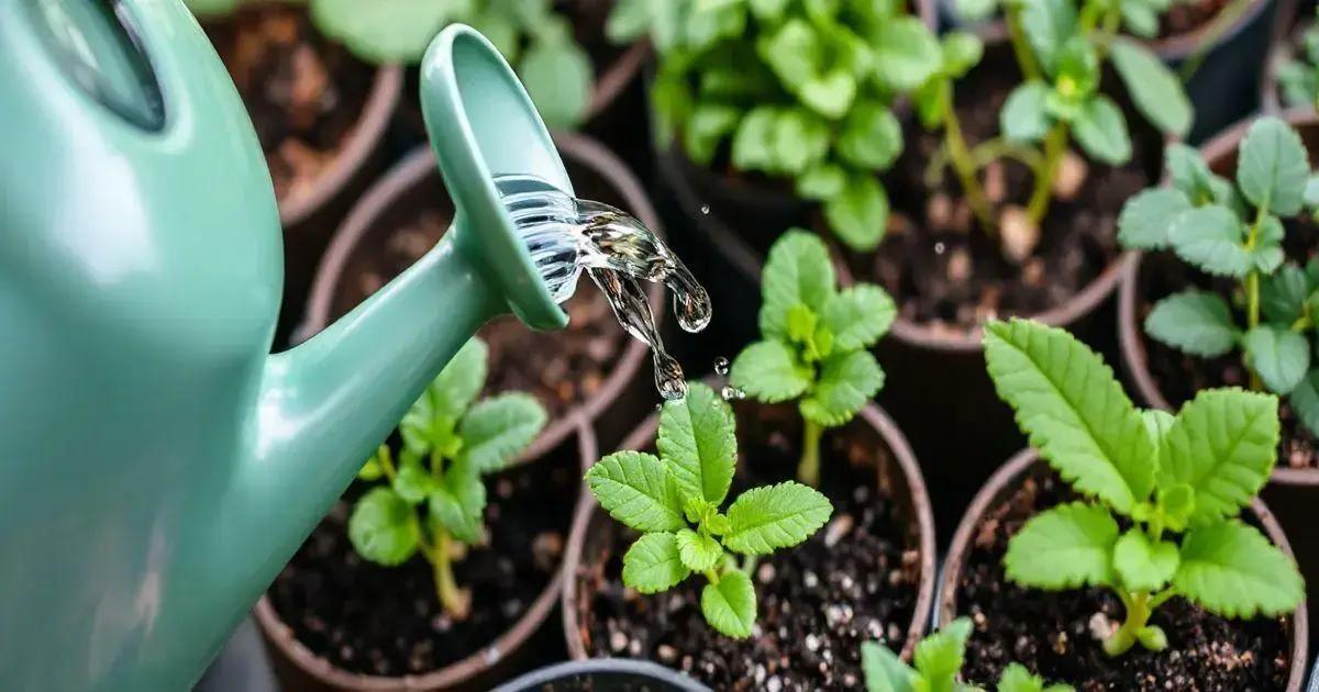 Watering Tips for Healthy Growth