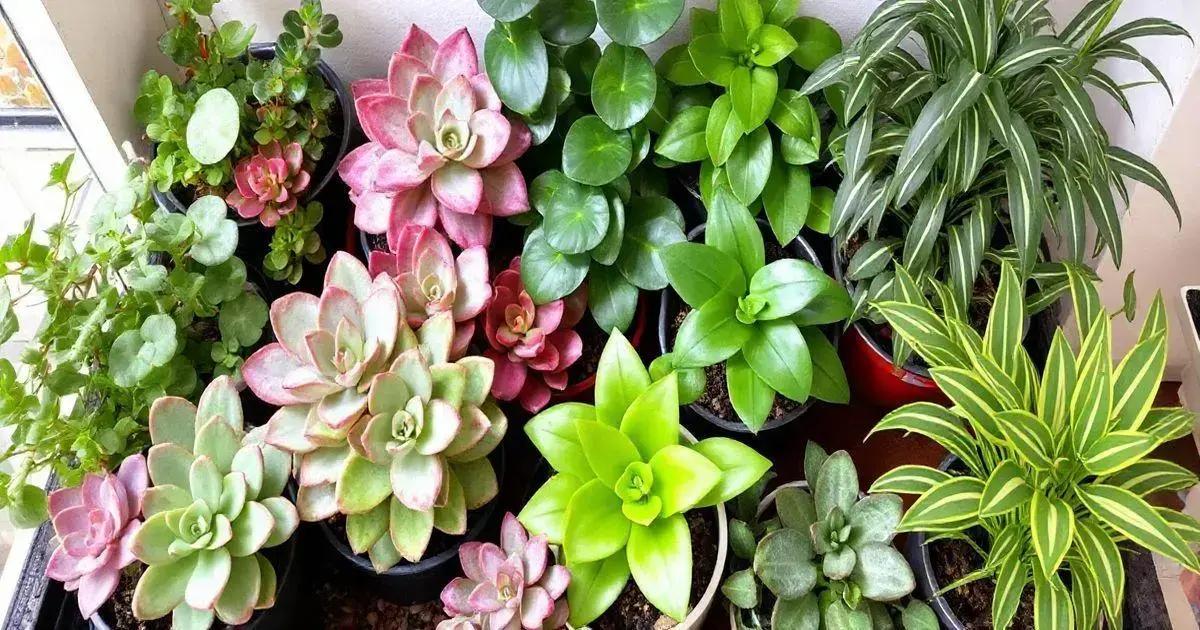 Why Choose Plants for Beginners?